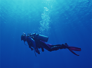 생물다양성연구